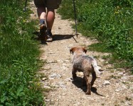 blue heeler, puppy, cattle dog, hiking