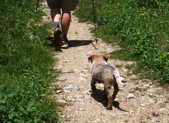 blue heeler, puppy, cattle dog, hiking