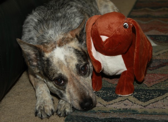 Kiah's First Reluctant Pose as Flash Test Doggie