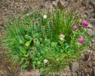 wpid Wildflower Bouquet Arranged by Mother Nature.jpg