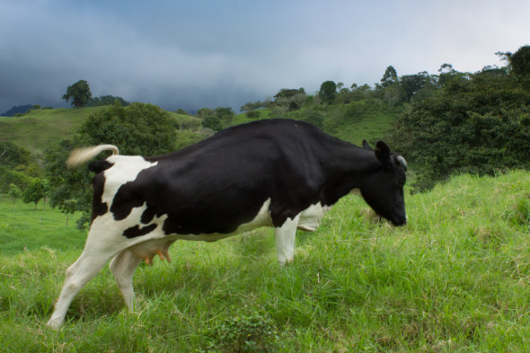 Panamanian Free Range Dairy Cow on the Mooooove