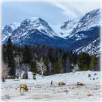 Elk Encounter in Rocky Mountain National Park Highlight Recovery in Lightroom 5 Only