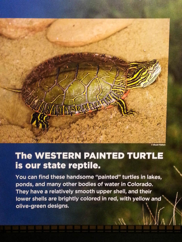 Western Painted Turtle Colorado State Reptile